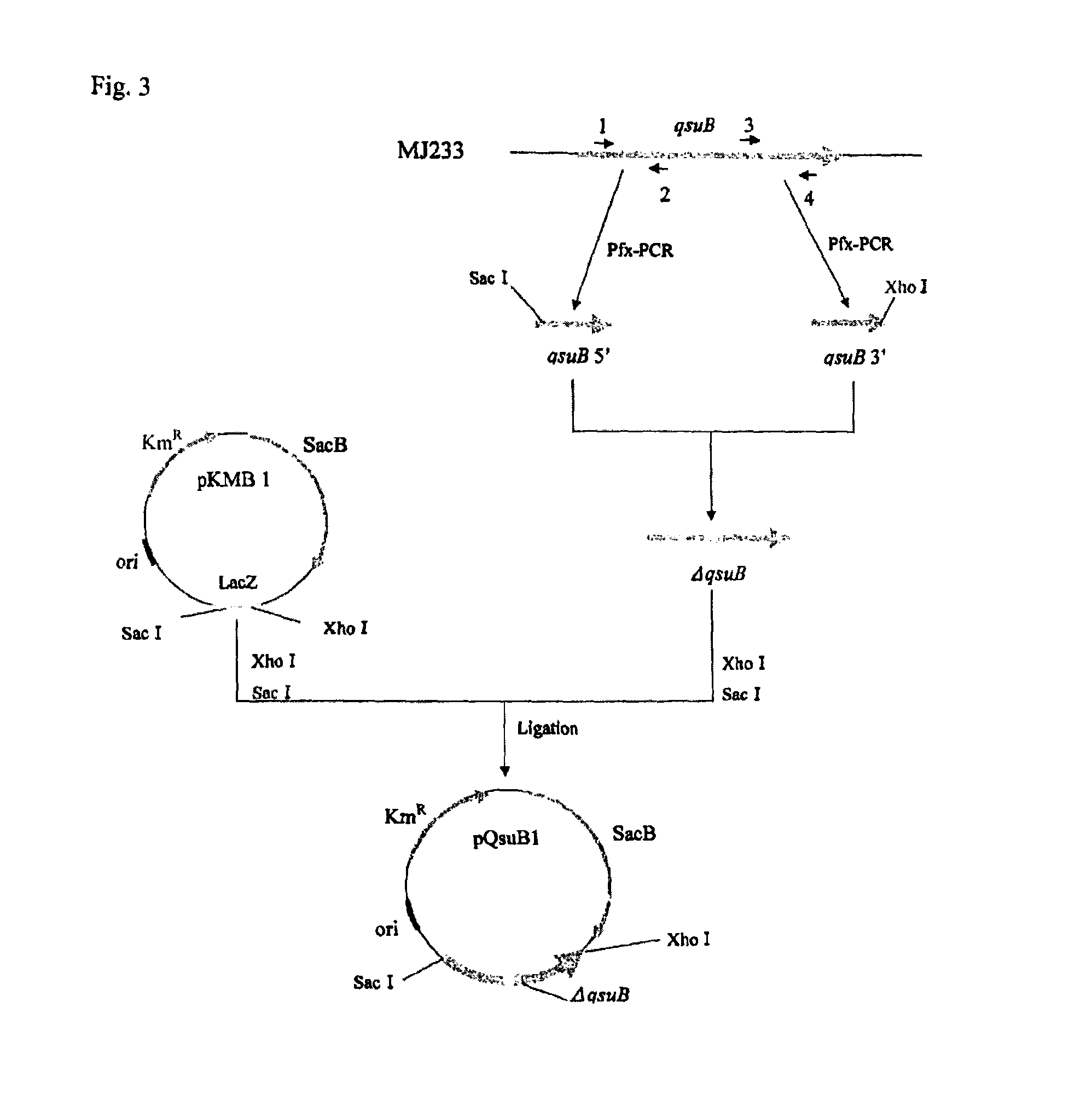 Method for producing polymer, method for producing organic acid, and organic acid-producing microorganism