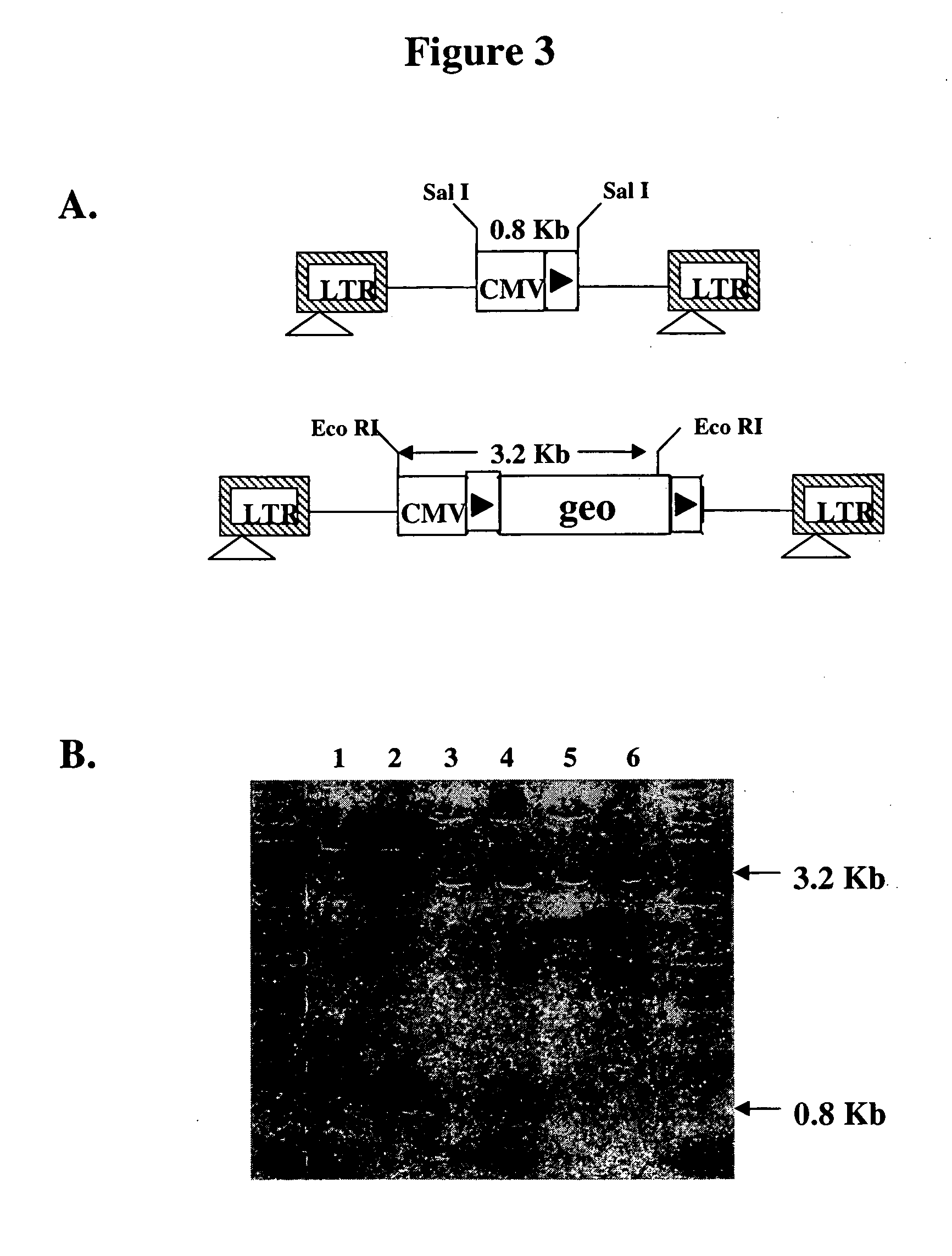 Novel lentiviral vectors for site-specific gene insertion