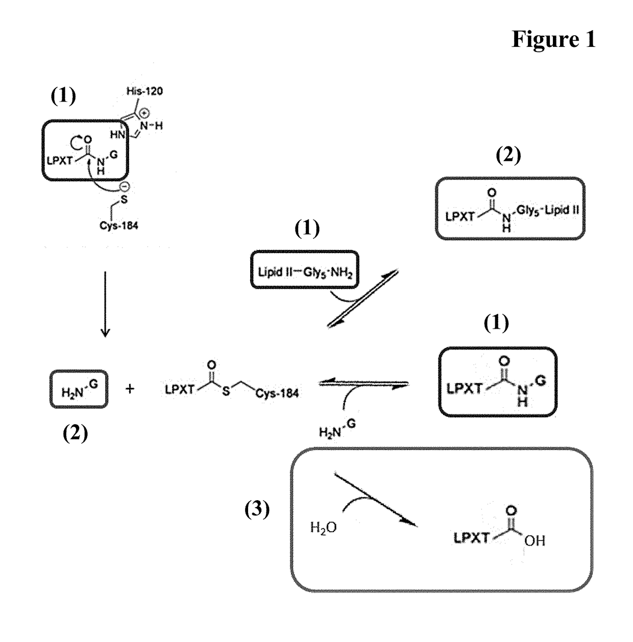 Methods for enzyme mediated polypeptide conjugation