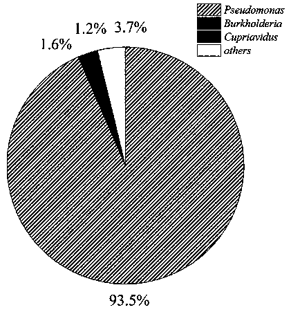 Denitrification nitrogen removal microflora and application thereof