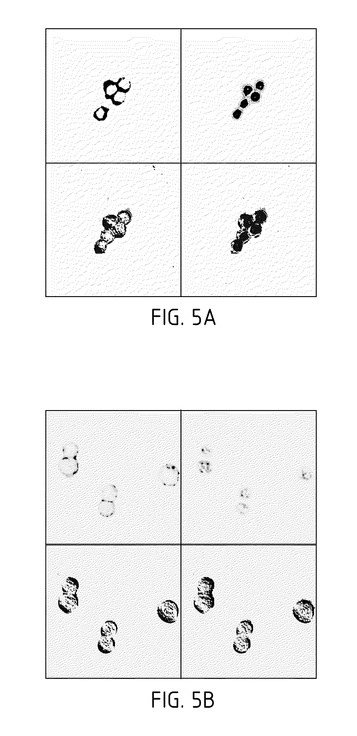 Met fab and SCFV fragments