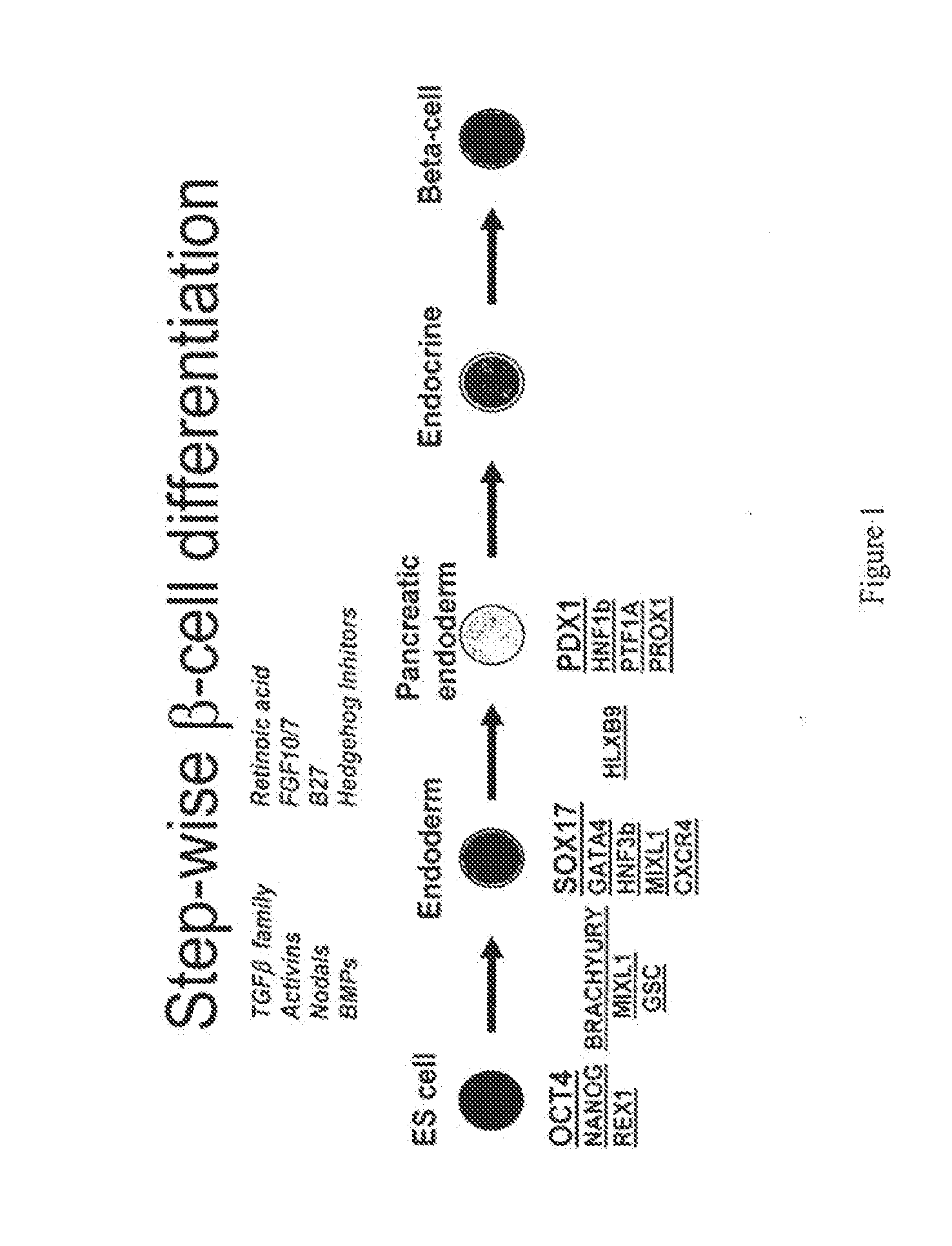 Pdx1 expressing endoderm