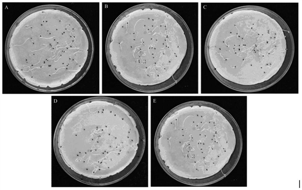 Microbial compound inoculant for improving yield and quality of codonopsis pilosula and preparation method and application thereof