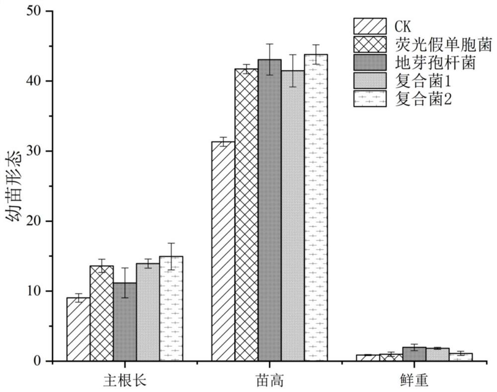 Microbial compound inoculant for improving yield and quality of codonopsis pilosula and preparation method and application thereof