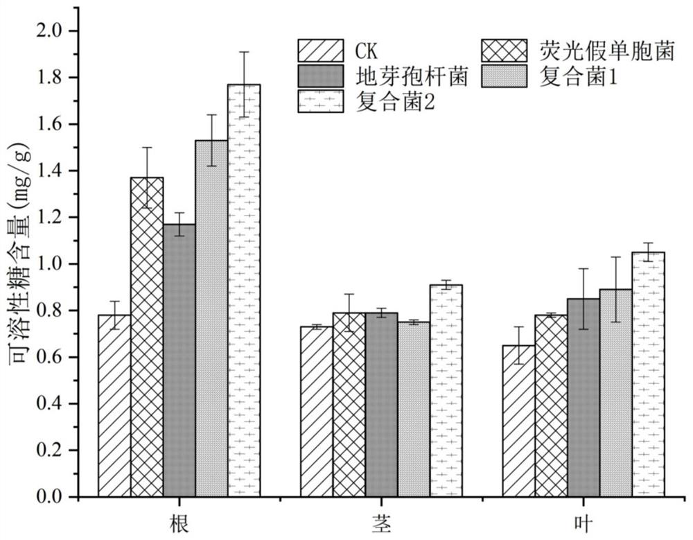 Microbial compound inoculant for improving yield and quality of codonopsis pilosula and preparation method and application thereof