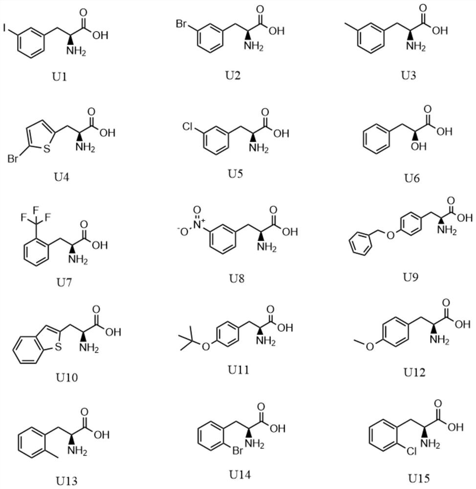 Pyrrolysyl-tRNA synthetase mutant and application thereof