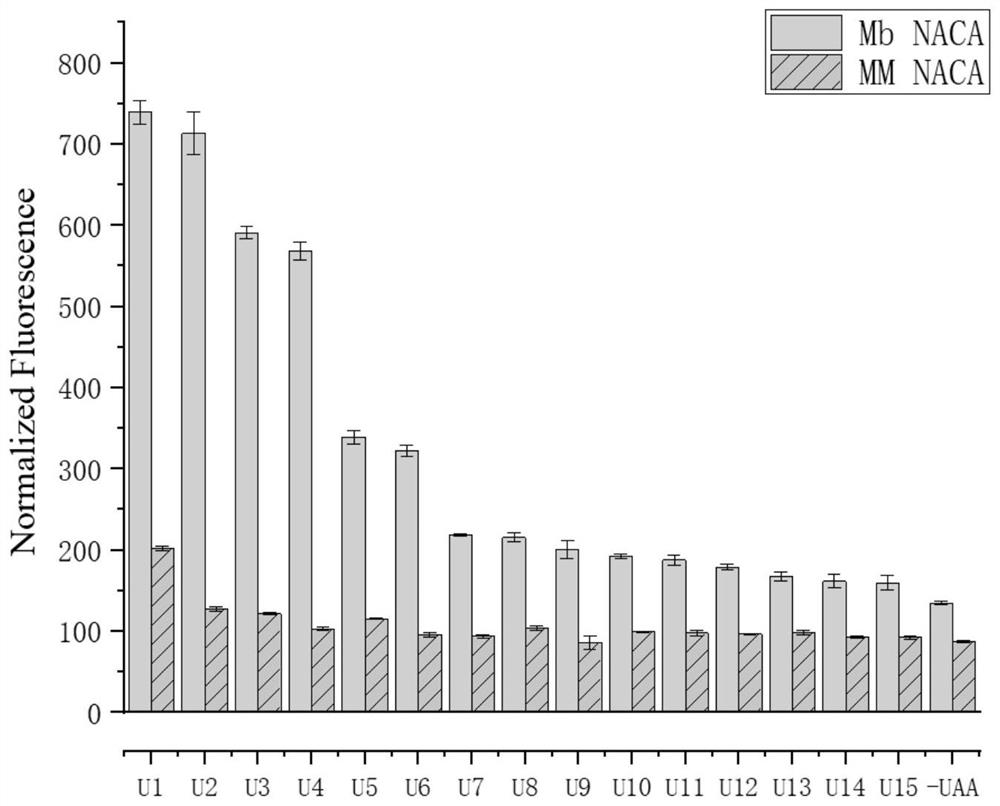 Pyrrolysyl-tRNA synthetase mutant and application thereof