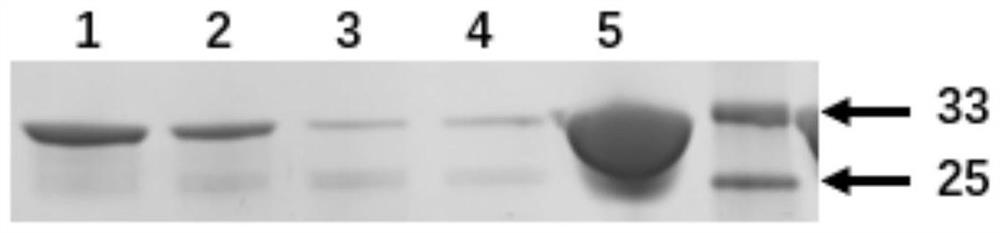 Pyrrolysyl-tRNA synthetase mutant and application thereof