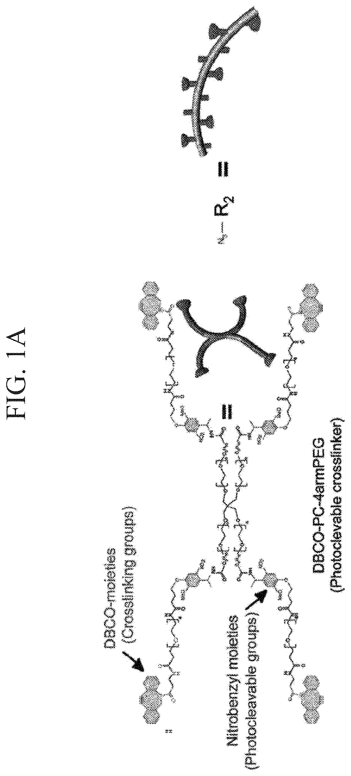 Photodegradable hydrogel, culture device, method for forming tissue, and method for separating cells