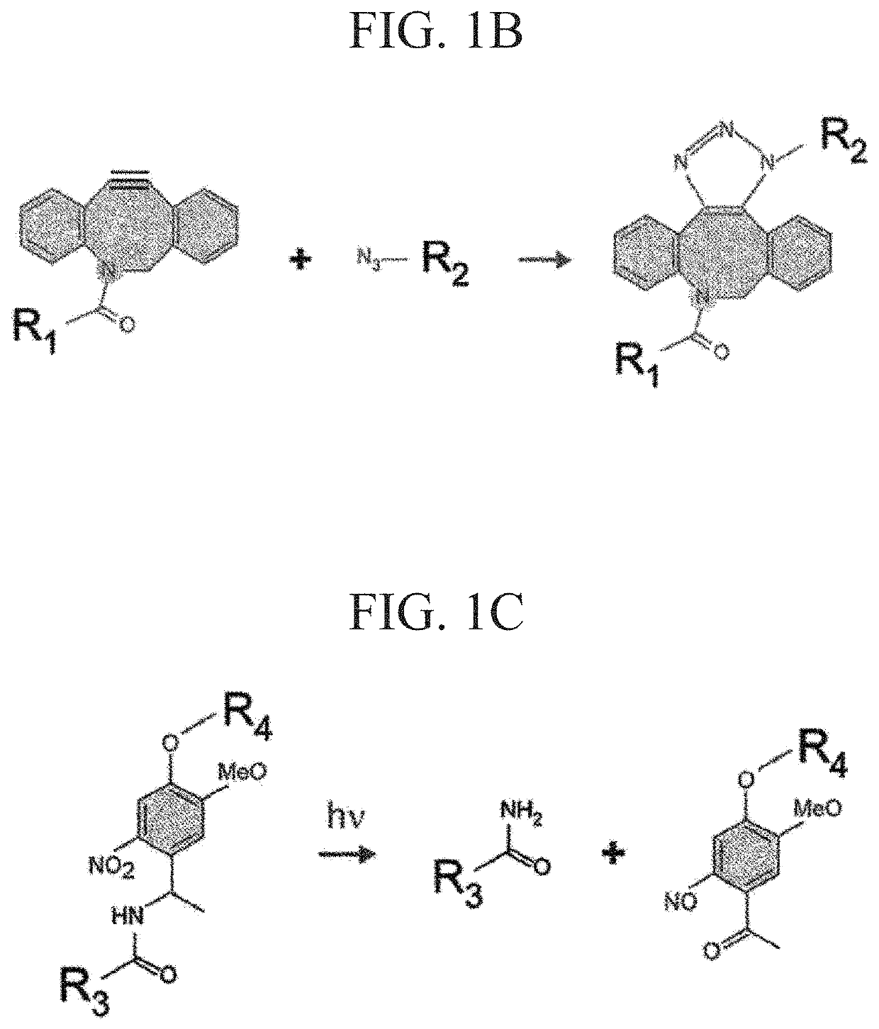 Photodegradable hydrogel, culture device, method for forming tissue, and method for separating cells