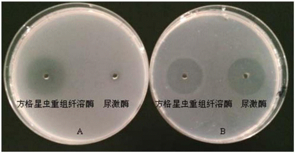 A sipunculus nudus plasmin cDNA gene, a recombined plasmin and applications of the recombined plasmin