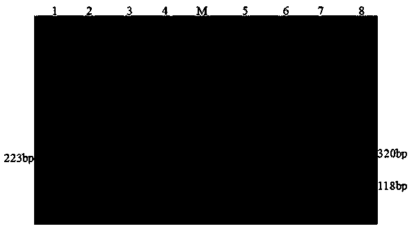 Pleurotus eryngii var. tuoliensis and molecular marker identification method thereof