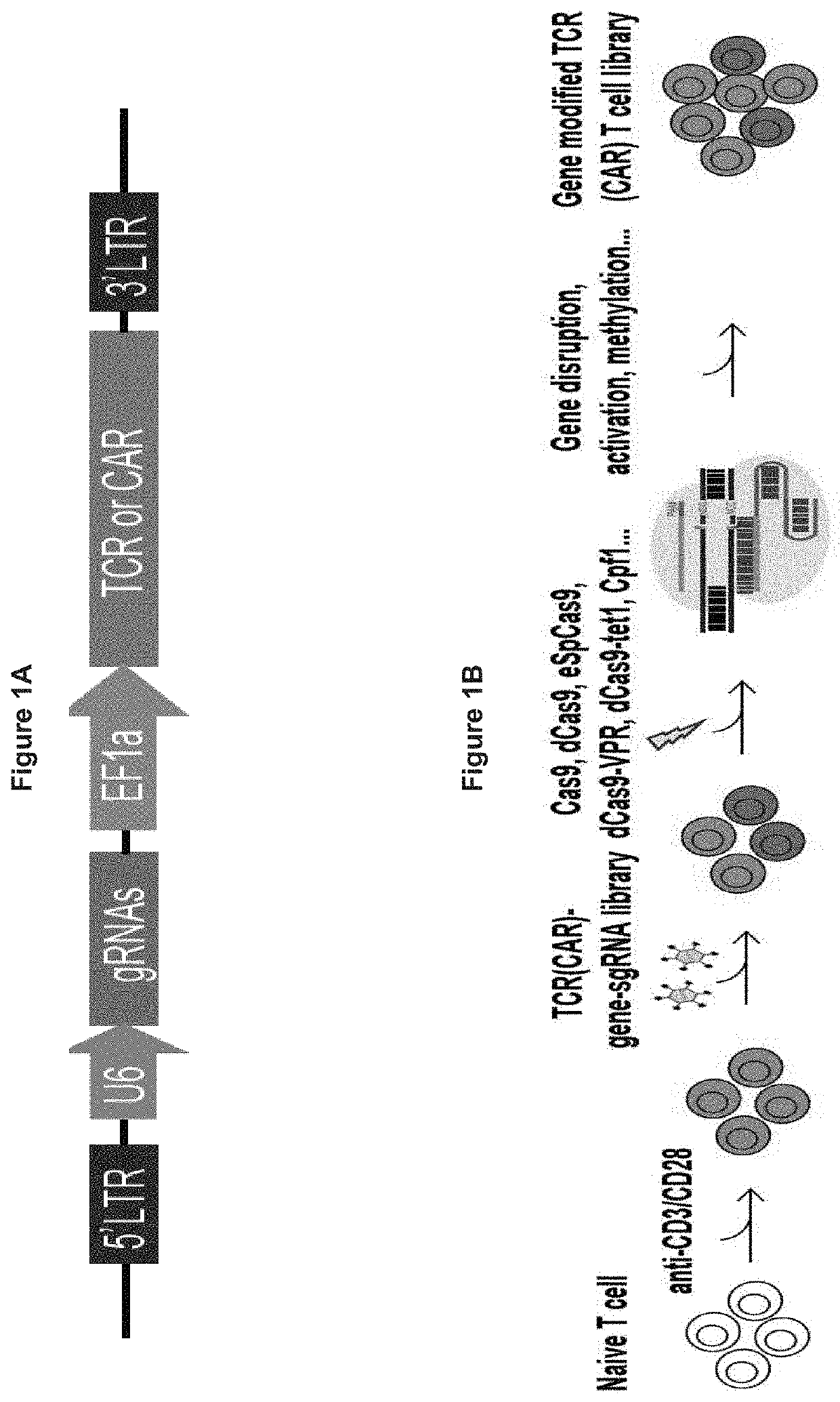 Modified immune cells having enhanced function and methods for screening for same