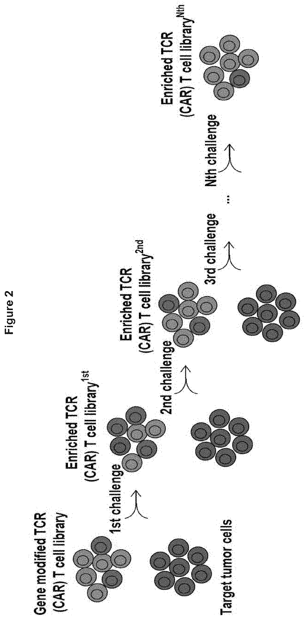 Modified immune cells having enhanced function and methods for screening for same