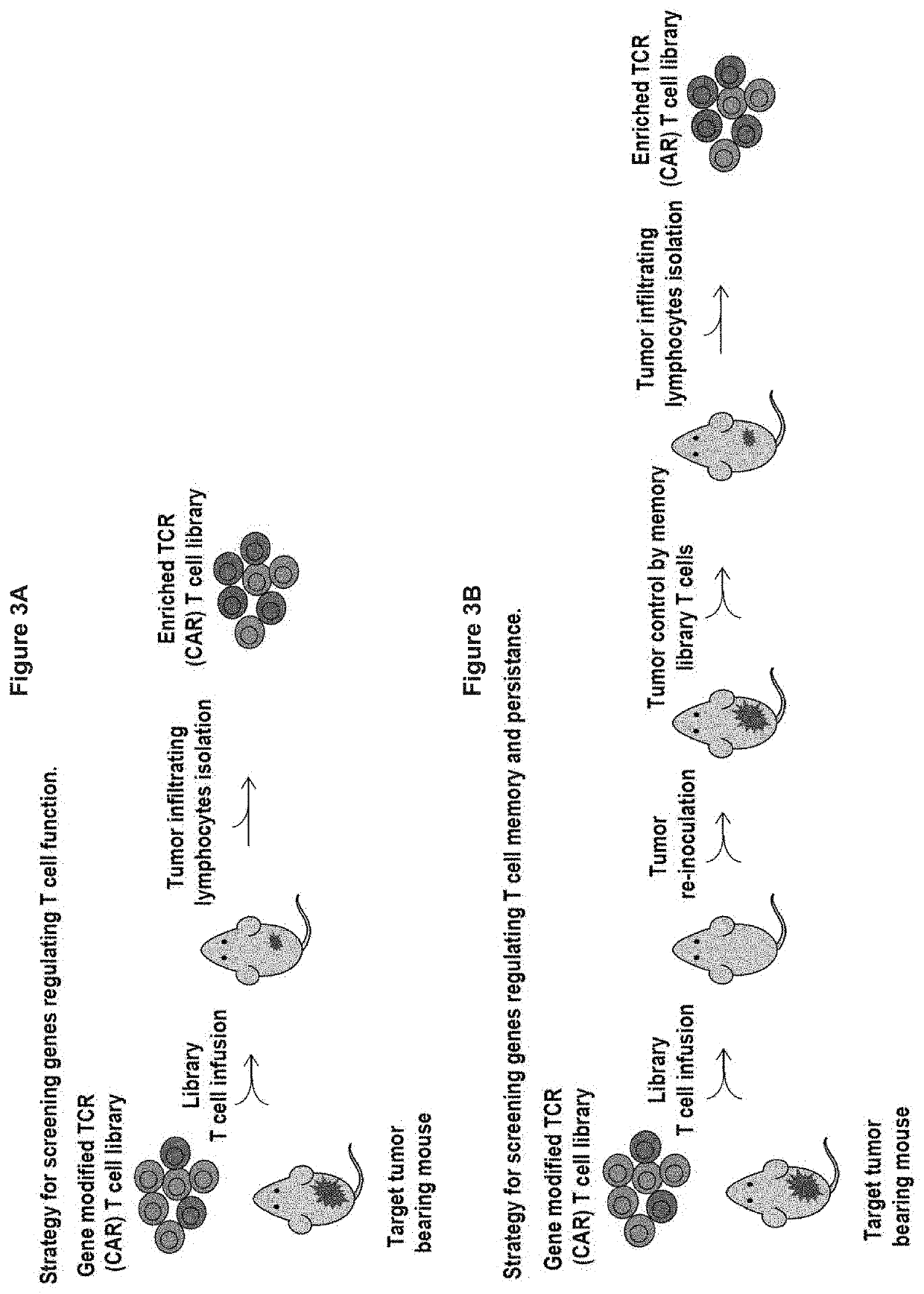 Modified immune cells having enhanced function and methods for screening for same