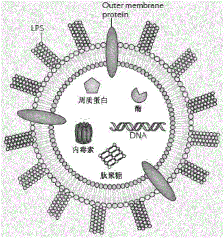 Method for extracting bacterial outer membrane vesicles