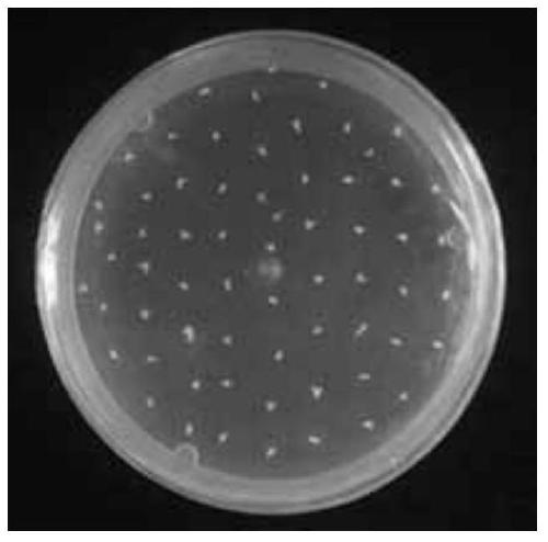 A kind of birch transgenic method