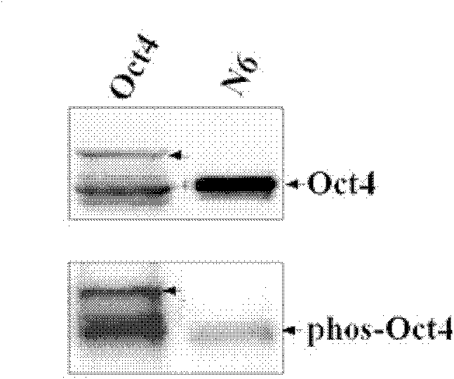 Anti-phosphorylation Oct4 protein antibody and its application