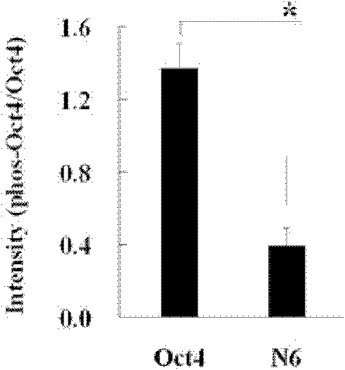 Anti-phosphorylation Oct4 protein antibody and its application