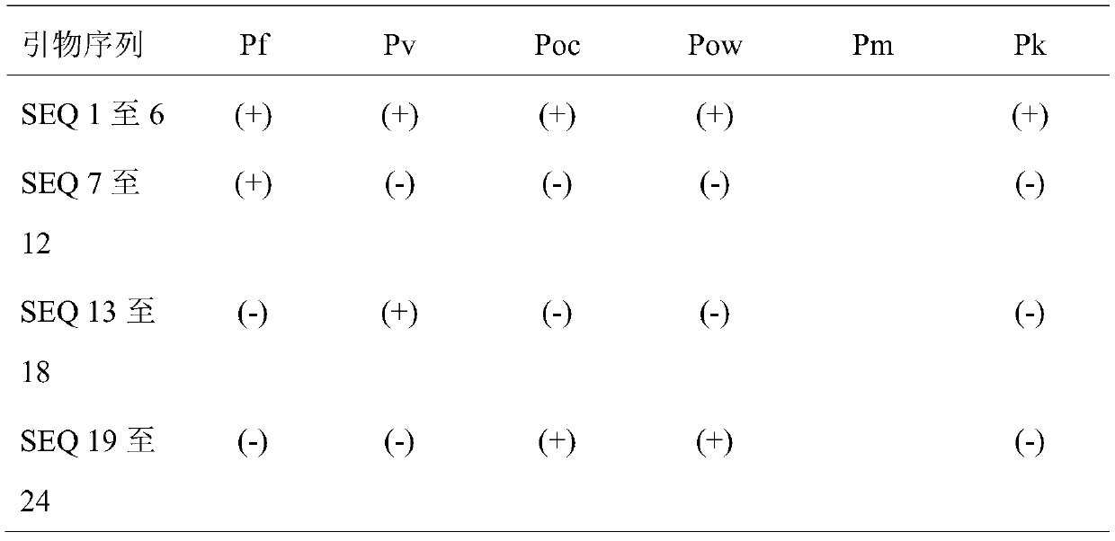 Plasmodium gene diagnosis primer