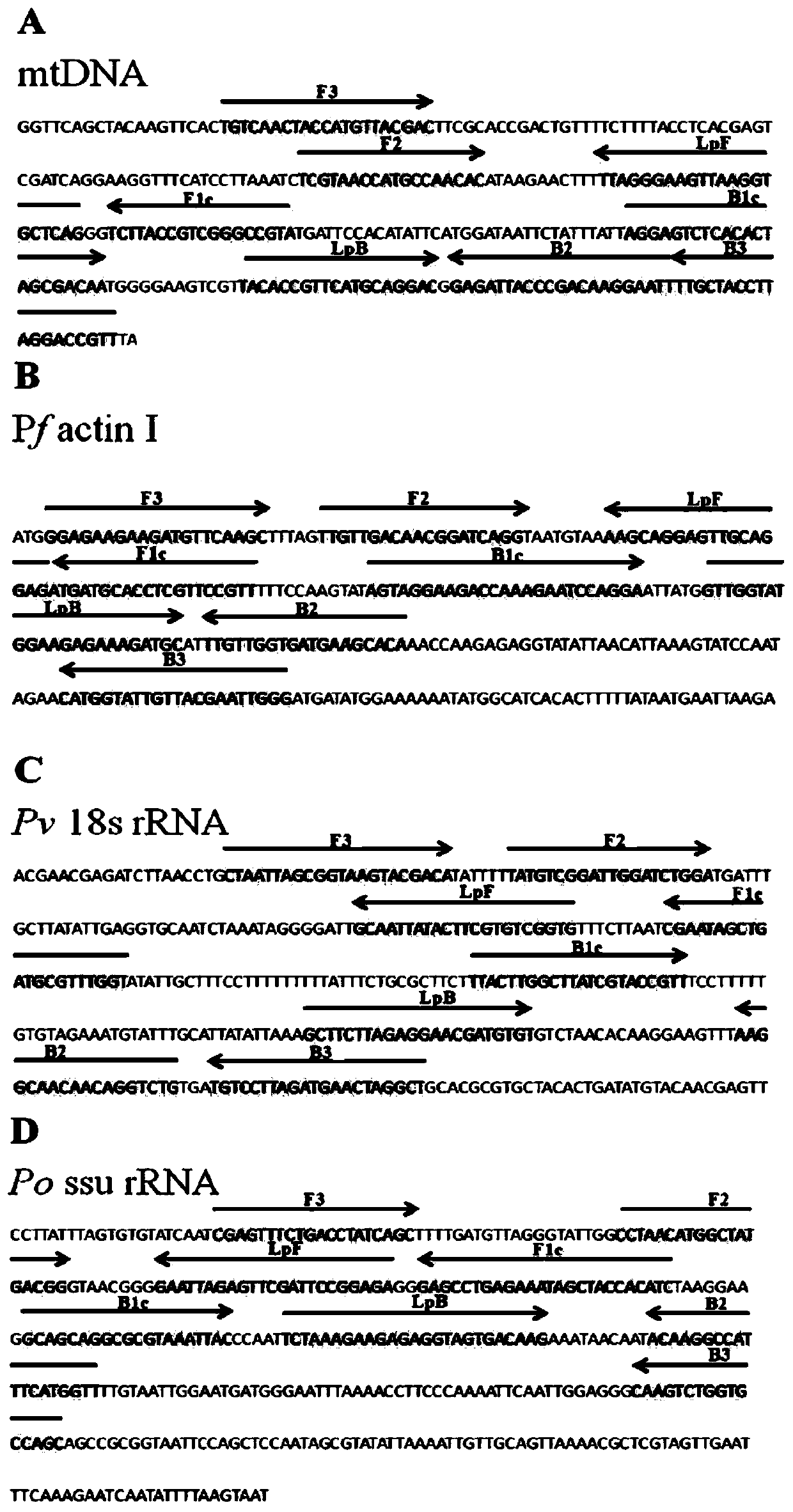 Plasmodium gene diagnosis primer