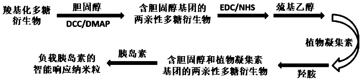 Amphiphilic polysaccharide derivative containing cholesterol and phytolectin group as well as preparation method and application of amphiphilic polysaccharide derivative