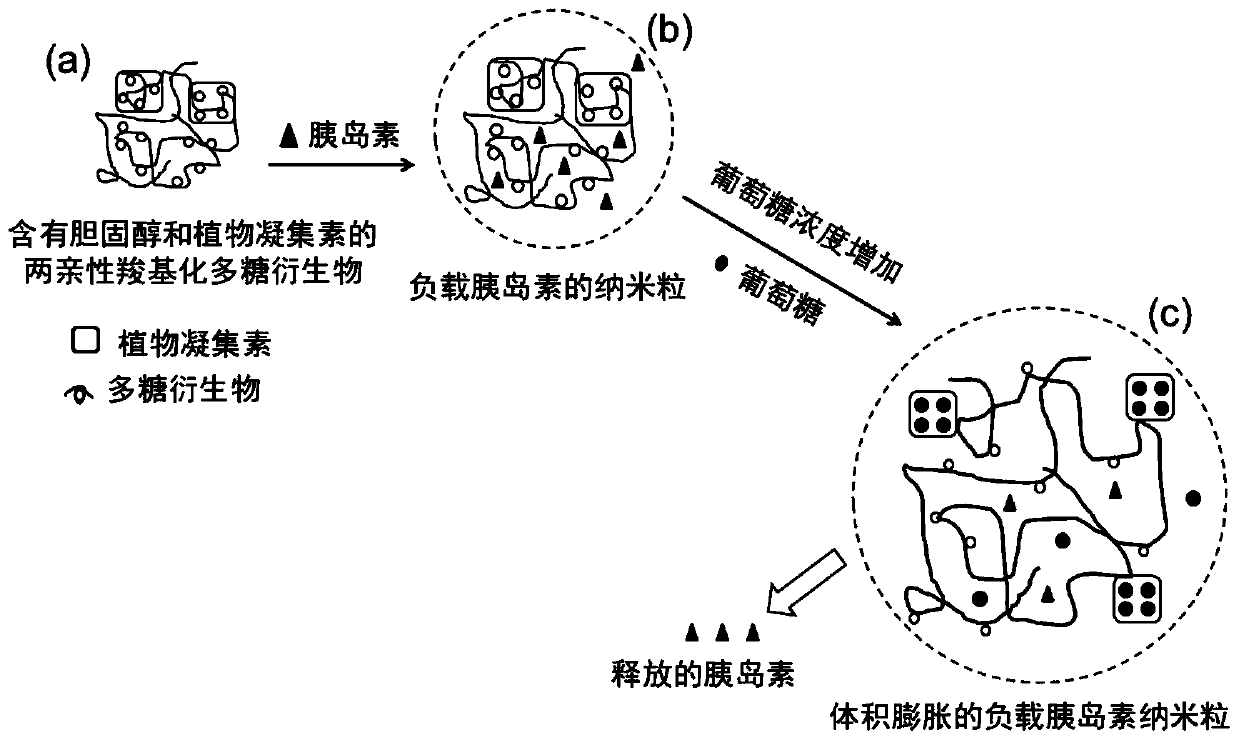 Amphiphilic polysaccharide derivative containing cholesterol and phytolectin group as well as preparation method and application of amphiphilic polysaccharide derivative