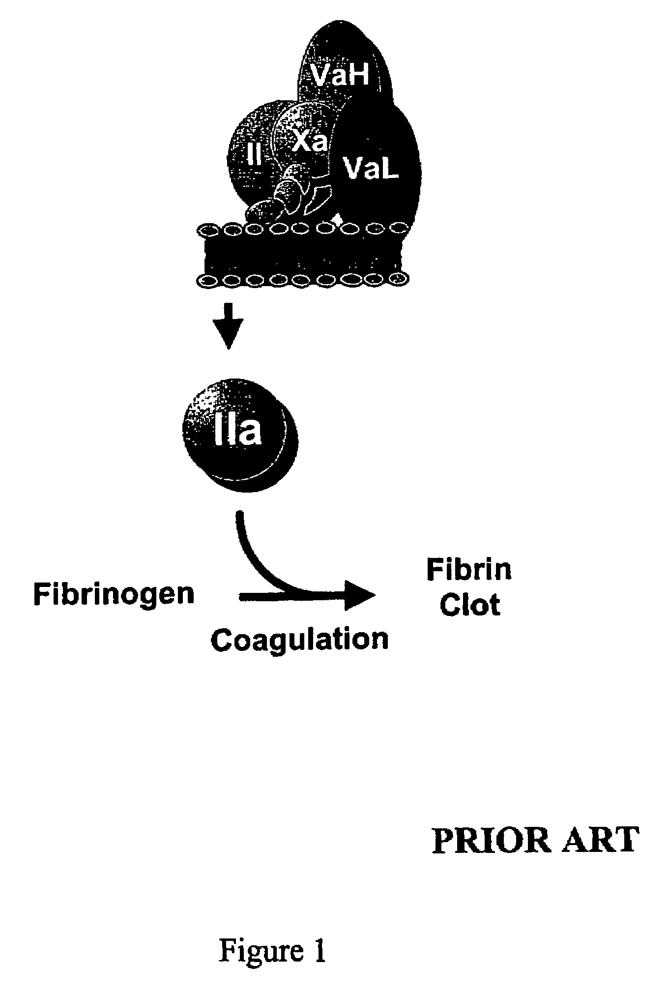 Amino acid-substituted coagulation factor V