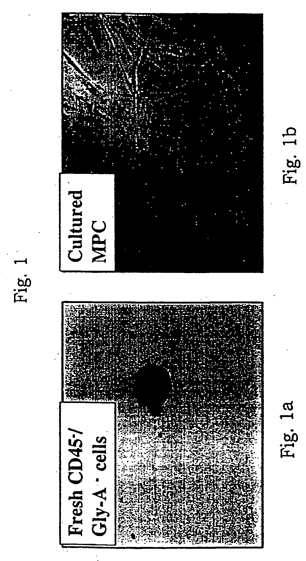 Multipotent adult stem cells and methods for isolation