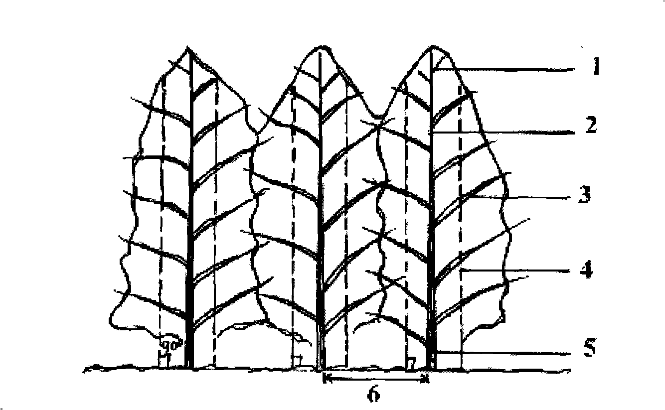 Severe pruning method of timber lateral branch