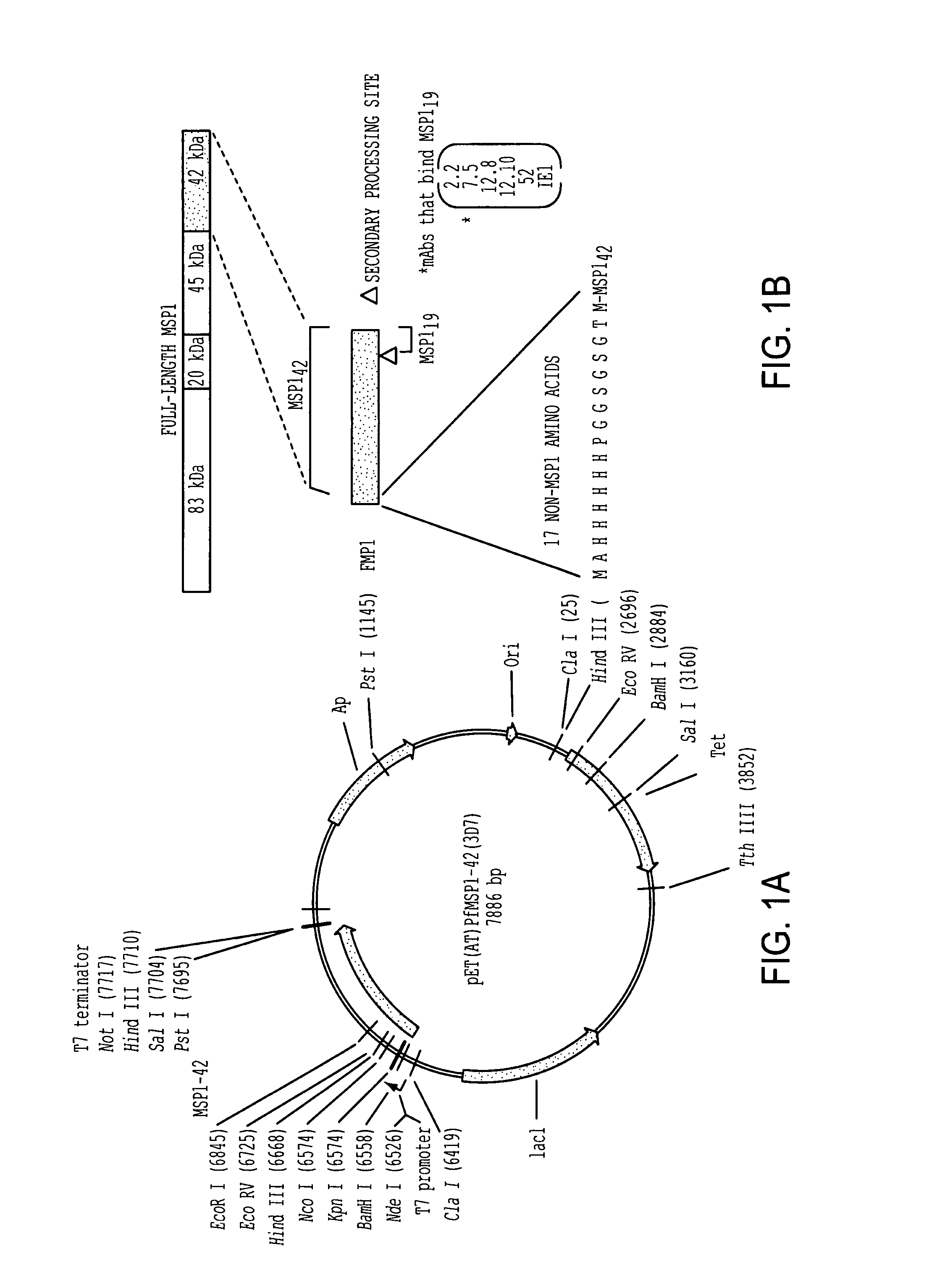 Recombinant P. falciparum merozoite protein-142 vaccine