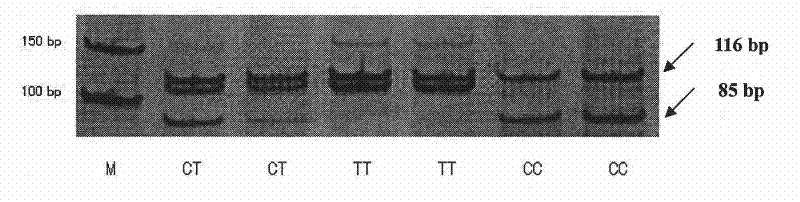 A method for detecting the single nucleotide polymorphism of cattle prdm16 gene