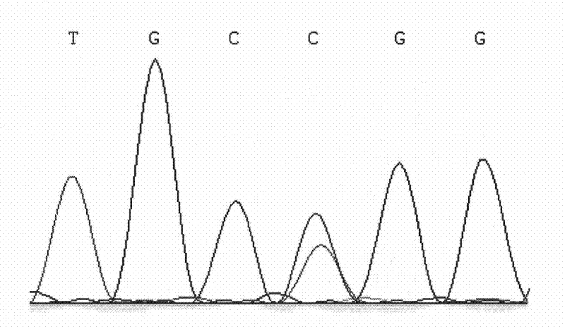 A method for detecting the single nucleotide polymorphism of cattle prdm16 gene