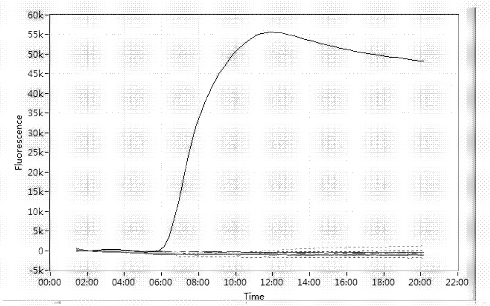 Method and primer for detecting necrosis virus of goldfish hematopoietic organ by loop-mediated isothermal amplification