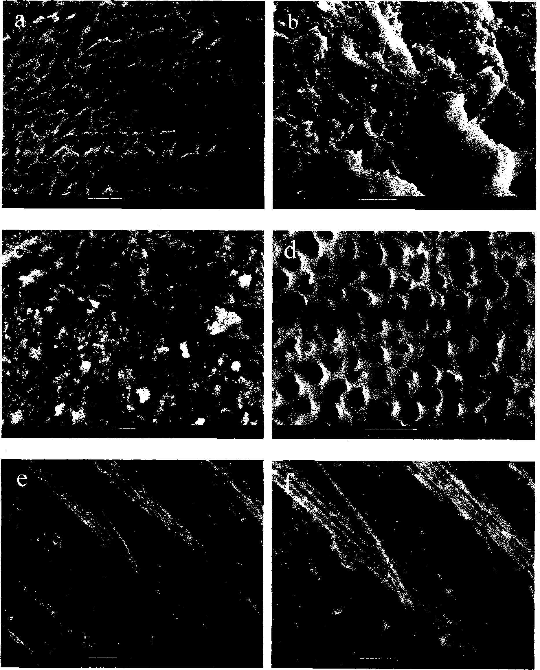 Lanthanum molybdate-based nanotube array and preparation thereof