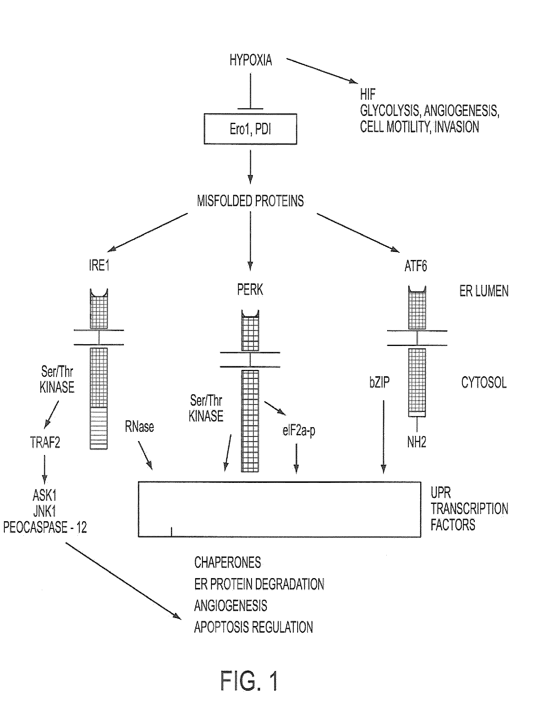 Inhibitors of the unfolded protein response and methods for their use