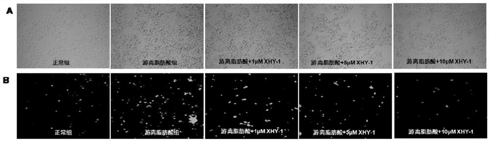 Application of thymol isobutyrate in the preparation of hypolipidemic drugs