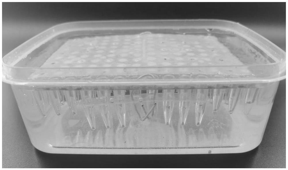 Method for promoting tartary buckwheat seed germination and seedling root development