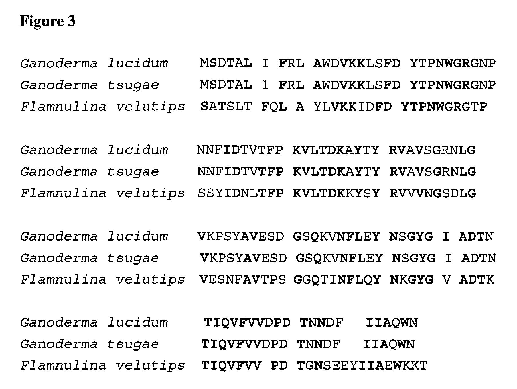 Fungal immunomodulatory protein (FIP) prepared by microorganisms and uses thereof