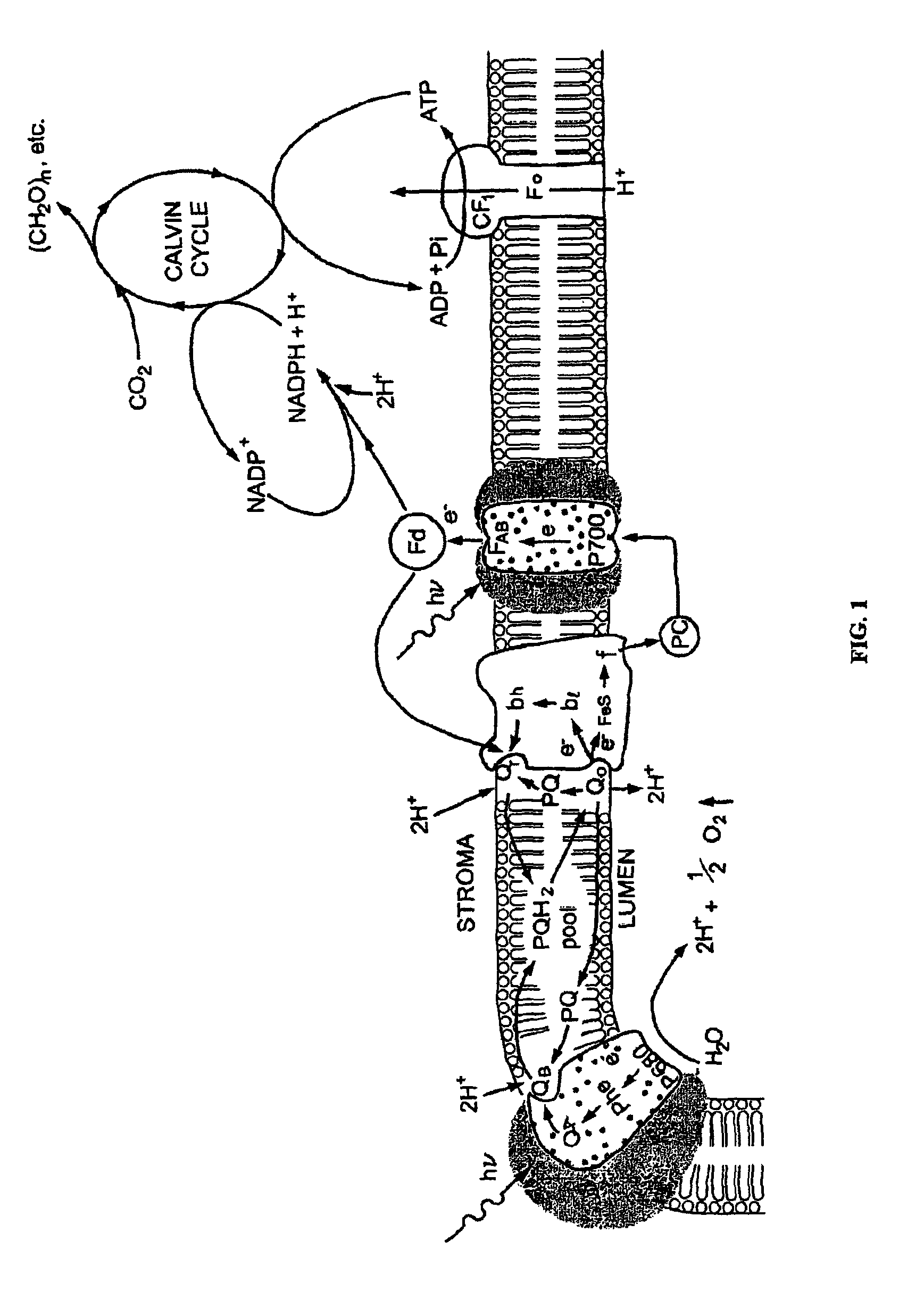 Designer organisms for photosynthetic production of ethanol from carbon dioxide and water