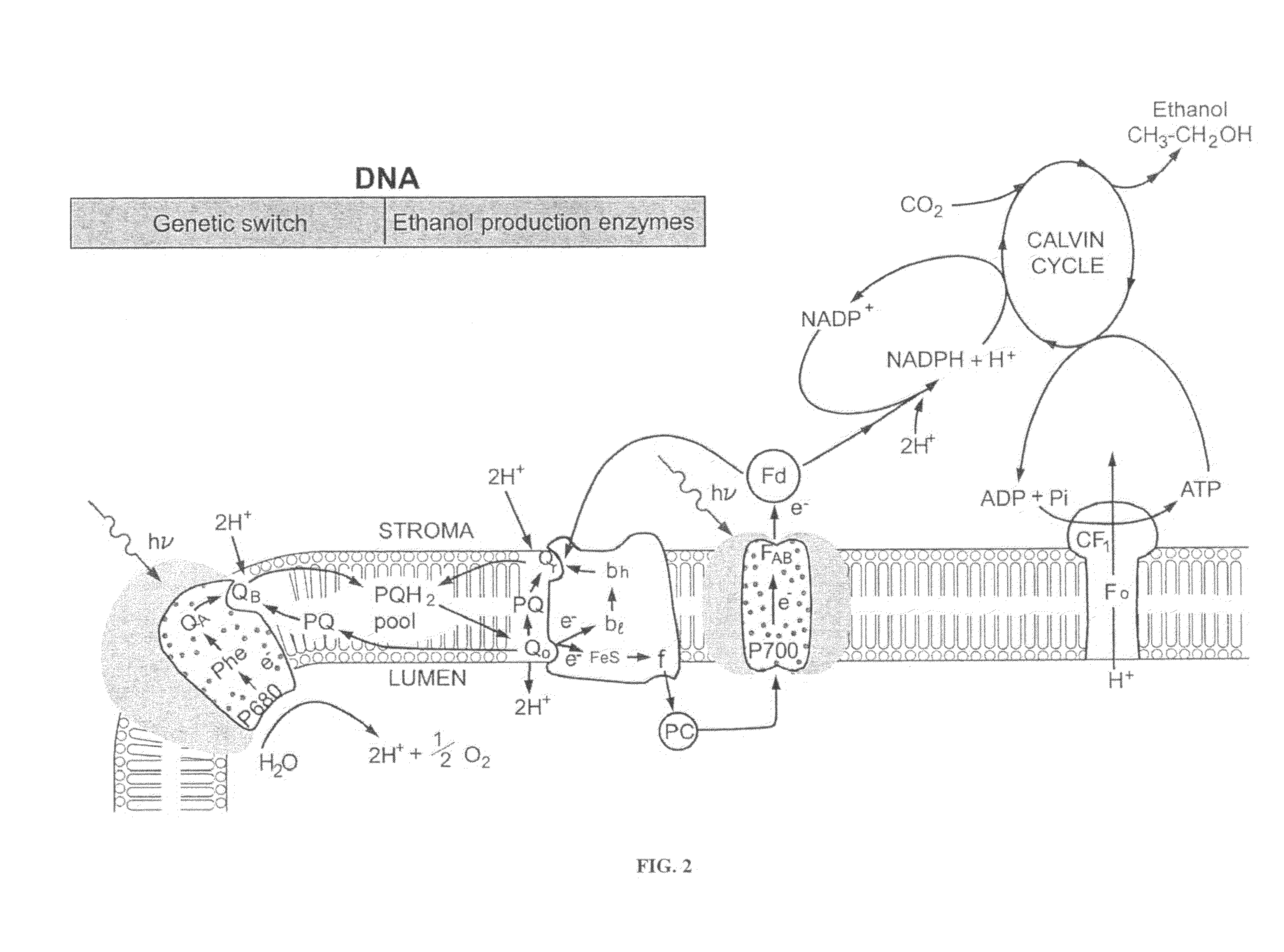 Designer organisms for photosynthetic production of ethanol from carbon dioxide and water