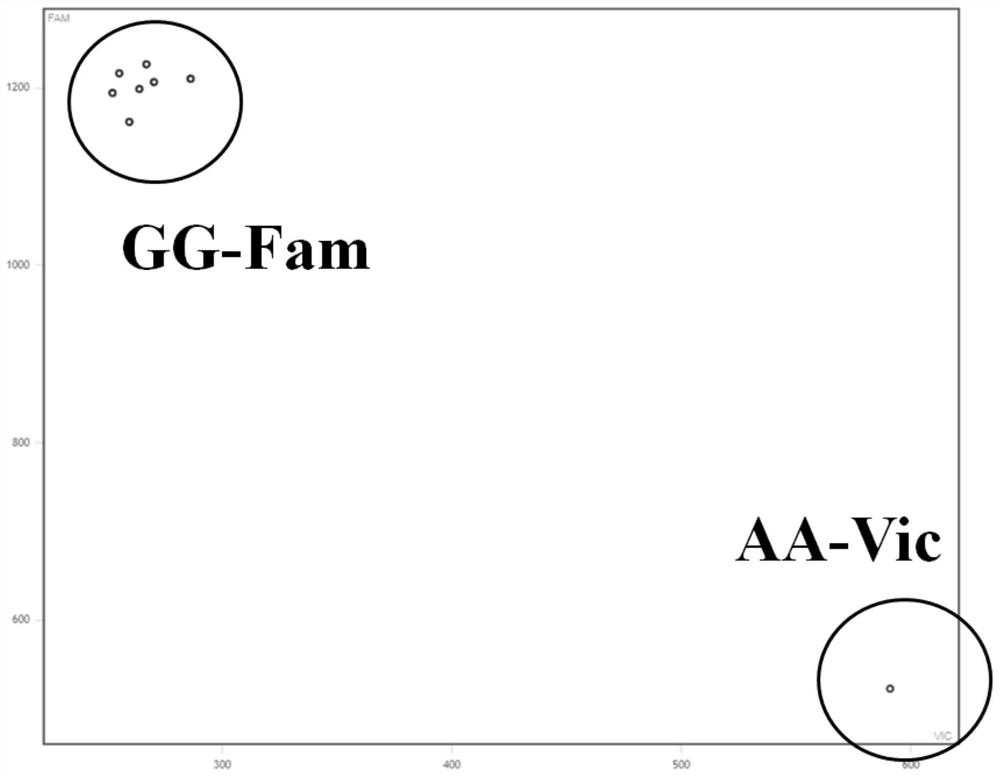 Development and application of KASP marker of oryza sativa high-temperature-resistant gene TT1