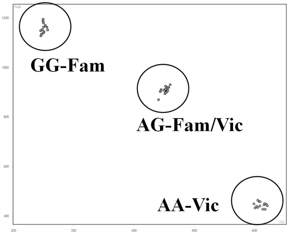 Development and application of KASP marker of oryza sativa high-temperature-resistant gene TT1