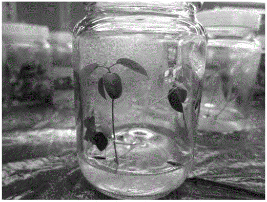 Tissue culture and rapid propagation method of seed germination way of semiliquidambar cathayensis