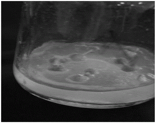 Tissue culture and rapid propagation method of seed germination way of semiliquidambar cathayensis