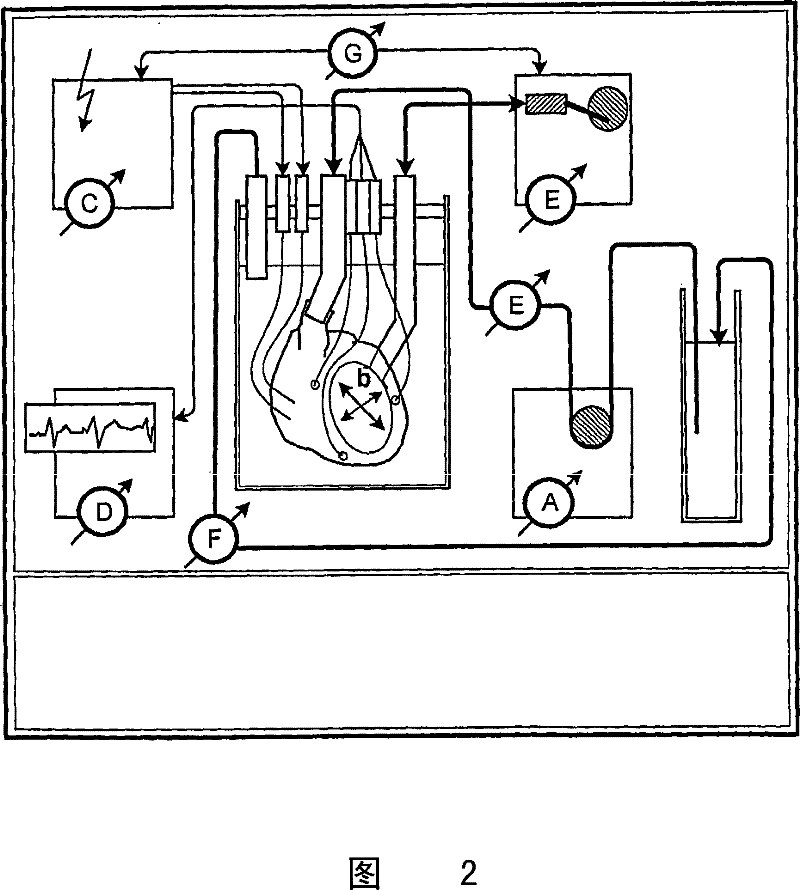 Decellularization and recellularization of organs and tissues