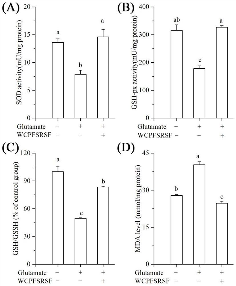 An octapeptide and its application in the preparation of medicines for improving memory