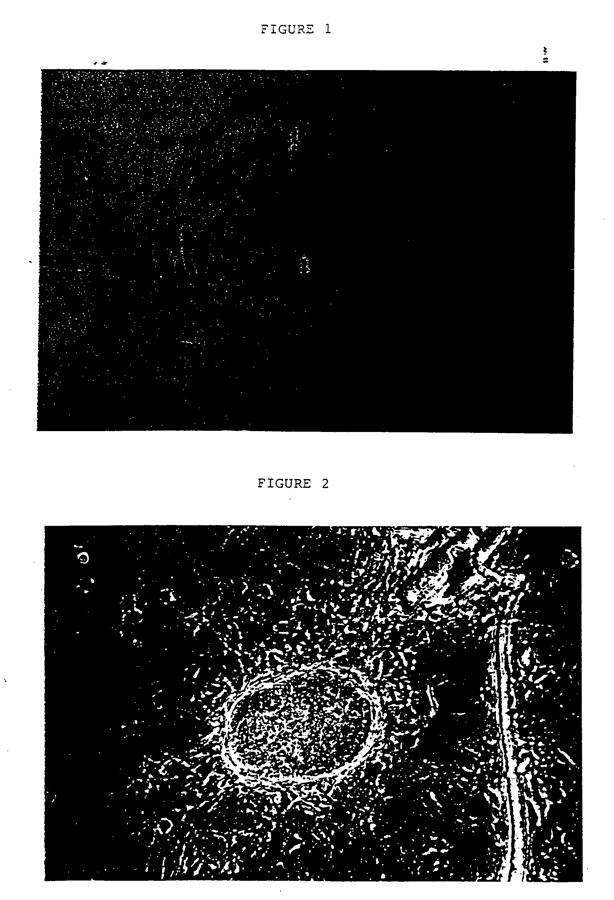 Embryonic or stem-like cell lines produced by cross species nuclear transplantation