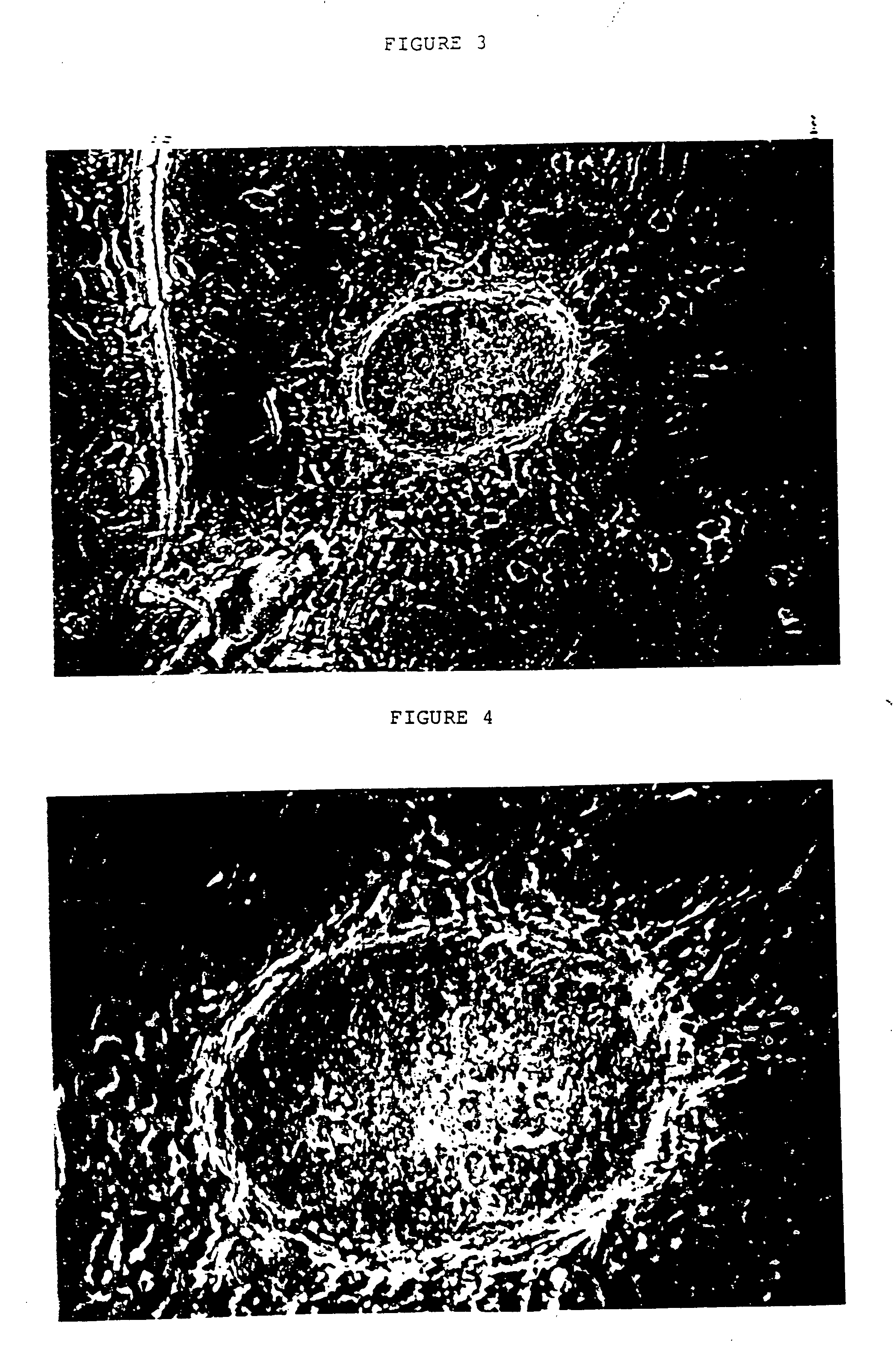 Embryonic or stem-like cell lines produced by cross species nuclear transplantation