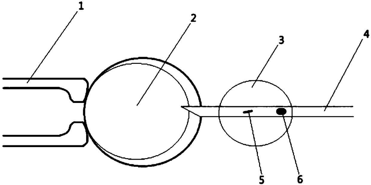 Method for enucleating mammal oocyte